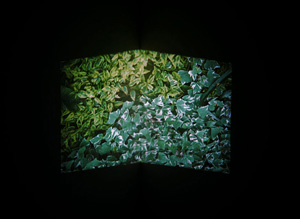 rephotographed projections of plants